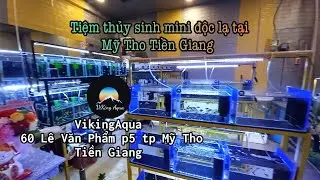 Tiệm thủy sinh mini độc lạ tại Tiền Giang