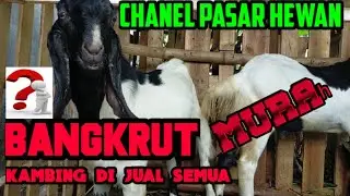 chanel pasar hewan  jual kambing murah