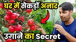 NURSURY SE Pomegranate PLANTS KHARIDNE SE PEHLE YE DEKHEN | Anar GARDENING PLANT CARE | Daily Vlogs