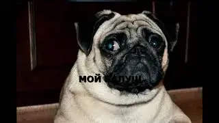 МОЙ БАЛУ