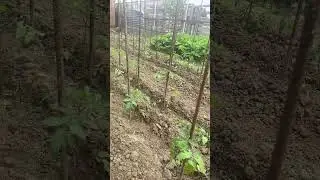 Промежуточные результат. 8 день высадки помидоров. Розовый гигант, парадайз розовый и красный