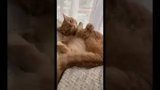 У меня есть демон в голове