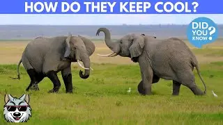 How Do Elephants Keep Themselves Cool?