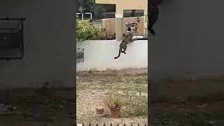 Leopard at DHA phase-2 Islamabad, Rawalpindi.