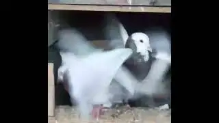 Чечня с Итумкали Голуби Ахмеда