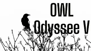 Mission Schleiereule und Steinkauz - The Owl Odyssee TeilI IV