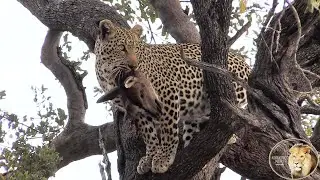 Leopard Holding On To Her Trophy Kill