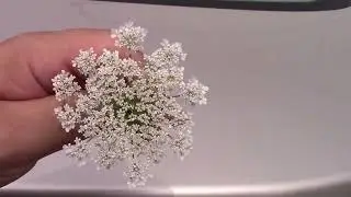 Fractal Flowers