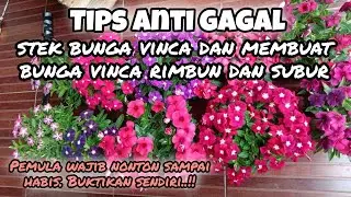 Cara Membuat Bunga Vinca Berbunga Lebat dan Tumbuh Subur