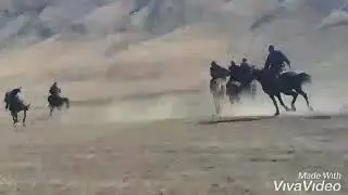 Кок боруго дайардын додомол