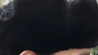 Каракуль свакара шапка