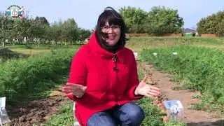 Уникальная морковь Чаровница для посева в огород