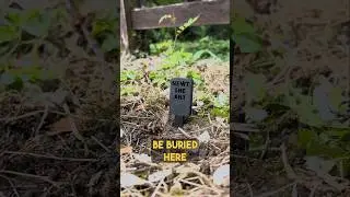A Funeral for my Pet Ant!