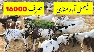 Faisalabad bakra mandi | New update | Animal’s info | 2024