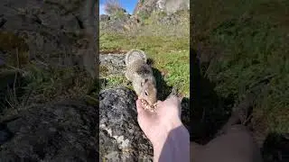 Ground Squirrels like THAT free organic seed.