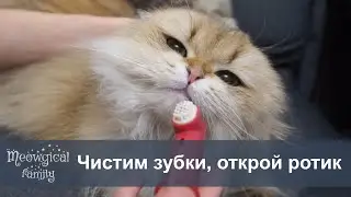 🧶 Чистим зубы кошке за 3 минуты