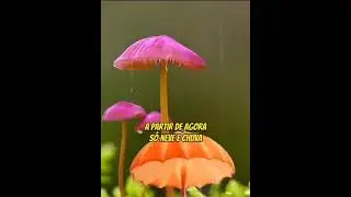 Linda reflexão #mensagem #reflexão #motivation