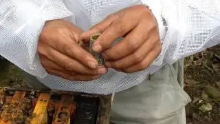 MARCANDO REINA