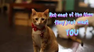 All they want is YOU | Adopt your furry baby today from Cat Cafe Studio!
