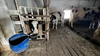 Перхоть и мокрая шерсть у телят и коров