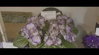 Виставка фіалок та інших кімнатних рослин у Київі.|Частина 2