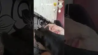 Вставай, вставай!