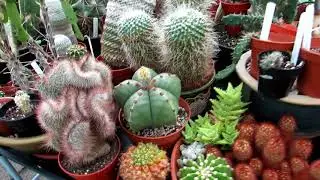 Our Polytunnel Cacti and Succulent Plant collection