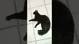 Que le da la "Chiripiorca".