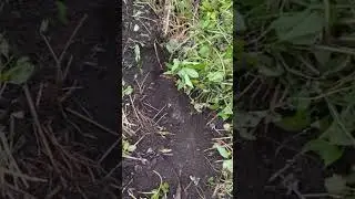 ОТКОПАЛИ РЕЛЬСУ
