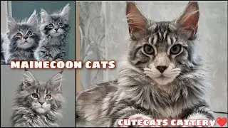 MAINE COONS CATS IN INDIA | BIGGEST MAINE COONS CAT IN INDIA
