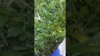 Capturar de jilguero en el campo