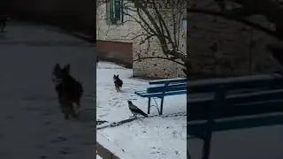 спасите помогите