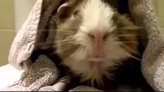 funny animals 2014
