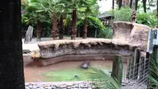 Baby Pygmy Hippo's First Swim in the Pool at Tampa's Lowry Park Zoo