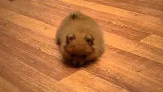 Немецкий шпиц Франсуаза ди ЛяМур