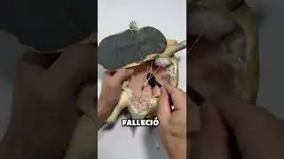 He wants to make his turtle immortal.
