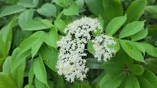 American Elderberry with crab spider