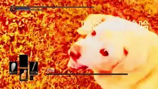 前面有一隻超可愛的狗勾 feat.計畫通行