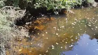 Песчанки год спустя... 20240828