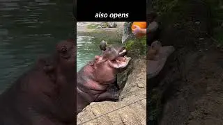 Hungry Hippo's Pumpkin Mukbang