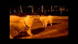 A walk in Seattle, 31-Jan-2015