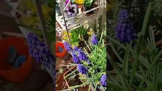 Цветы на моём балконе 🌸🍀🌷👍🏻😊
