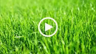 Sudden Impact for Lawns + POPUL8... liquid!
