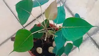 bonsai tree