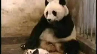 panda.3gp