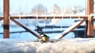 Синицы зимой