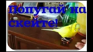 Как научить попугая кататься на скейтборде?! Как волнистый попугай катается на скейте?! 