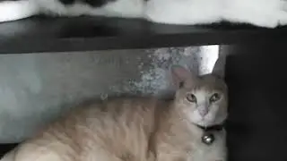 ดูปฏิกิริยาในการบอกว่าฉันจะพาไปอาบน้ำของแมวฉัน🐈😼
