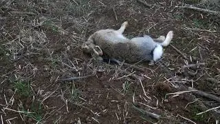 Заяц открытие 2018г