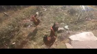  Chickens #viralvideo 🐔 #nature #usa